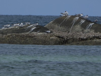 Crested Terns