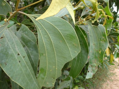 Large leafed Acacia