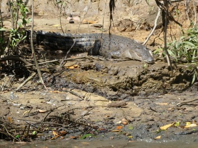 Saltwater Crocodile