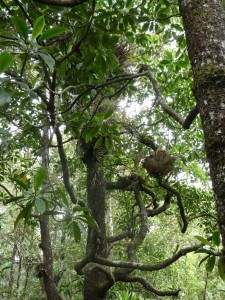 Epiphytes