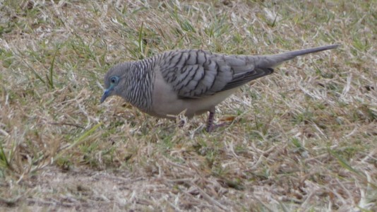 Peaceful Dove