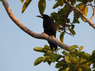 Black Butcherbird