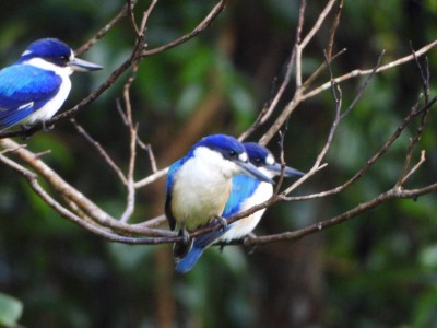 Forest Kingfisher