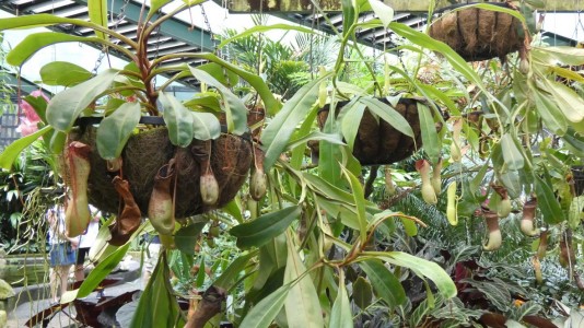 Cairns Botanic Gardens - Pitcher Plant