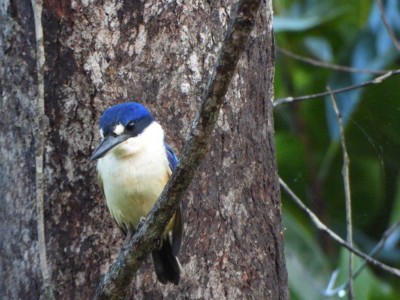 Forest Kingfisher