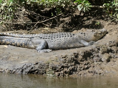 Very Old Saltwater Crocodile