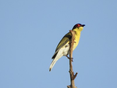 Figbird Male