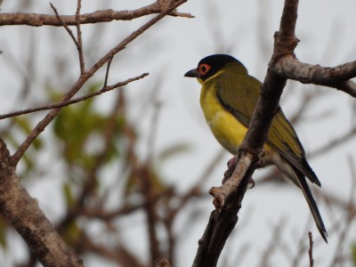 Figbird Male