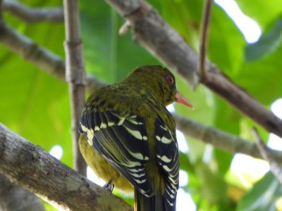 Yellow Oriole