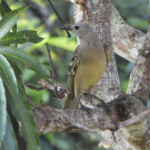 Great Bowerbird