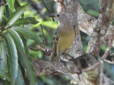 Great Bowerbird