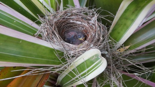 White-cheeked Honeyeater