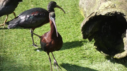 Bird House Kuranda