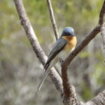 Broad-billed Flycatcher