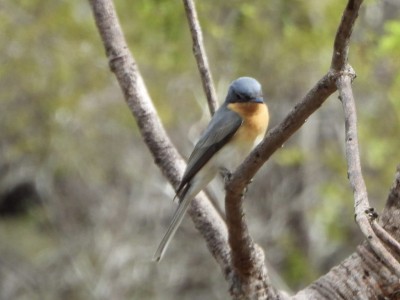 Broad-billed Flycatcher