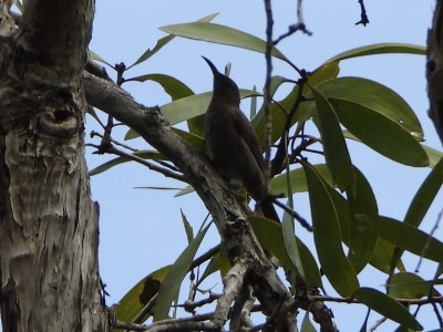 Dusky Honeyeater