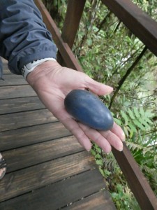 Cassowary food