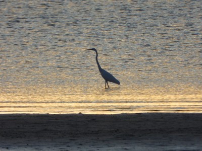 Weipa - Great Egret