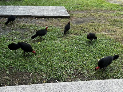 Scrub Turkeys Lake Placid Park