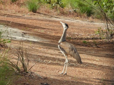 Australian Bustard