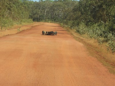 Feral Pigs eating a cow