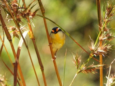 Striated Pardalote