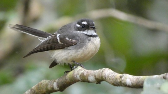 Grey Fantail