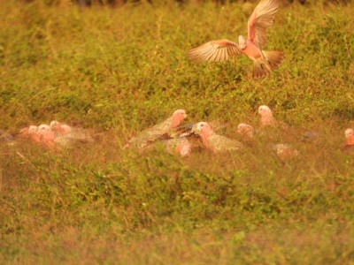 Galahs