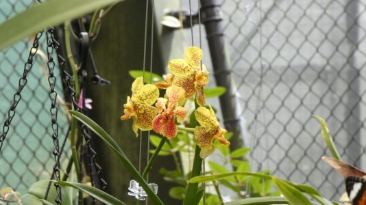 Cairns Botanic Gardens - orchid