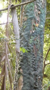 Cairns Botanic Gardens