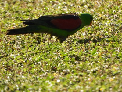 Red-winged Parrot