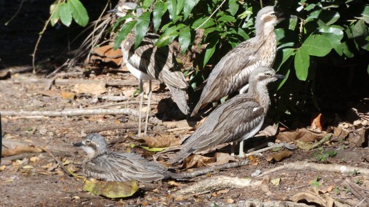 Bush Stone-curlews Kuranda Park