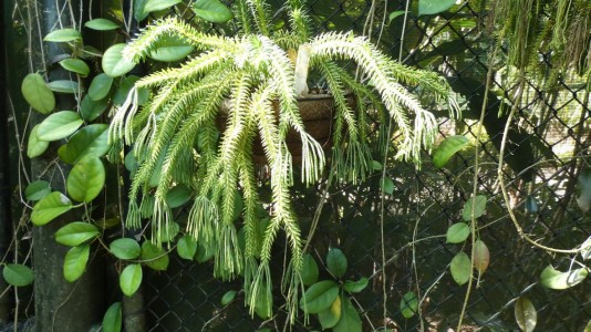 Cairns Botanic Gardens - tassel fern