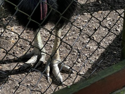 Bird House Kuranda Cassowary