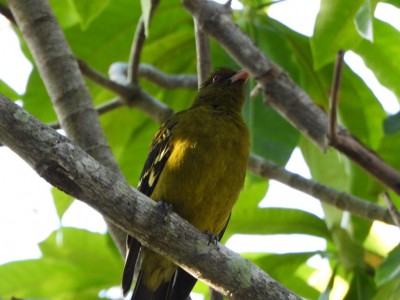 Yellow Oriole