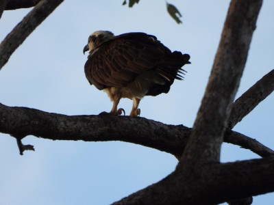 Osprey