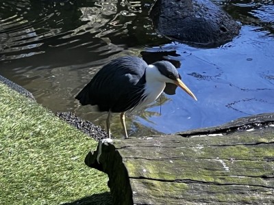 Bird House Kuranda