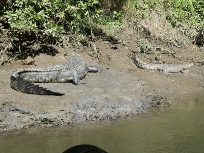 Very Old Saltwater Crocodile with his lady