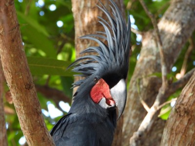 Palm Cockatoo