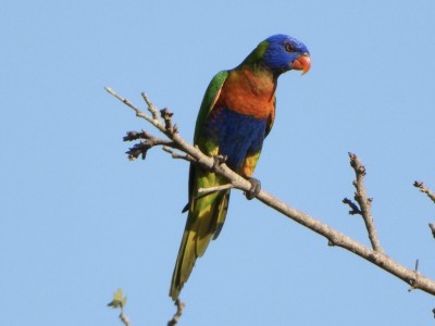 Rainbow Lorikeet