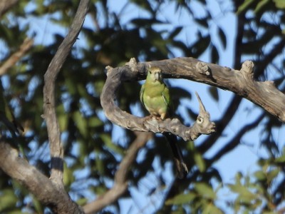 Golden-shouldered parrot female