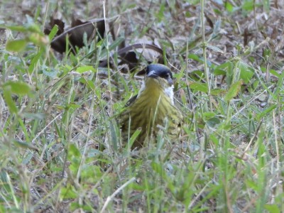 Varied Honeyeater