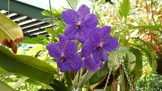 Cairns Botanic Gardens - orchid