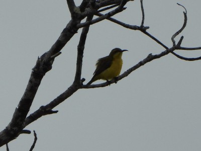 Olive-backed Sunbird