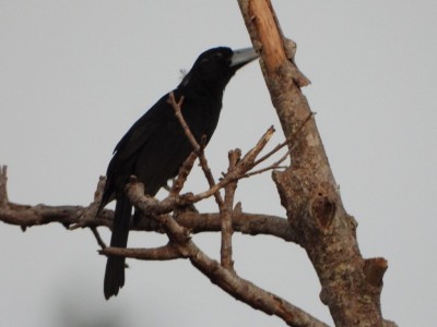 Black Butcherbird