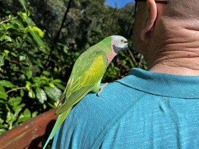 Bird House Kuranda