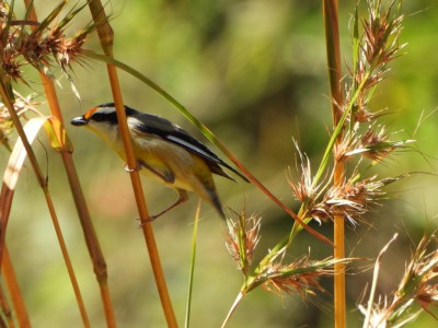 Striated Pardalote