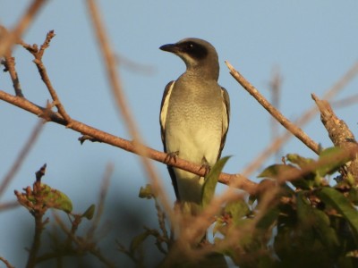 White-bellied Cuckoo-shrike