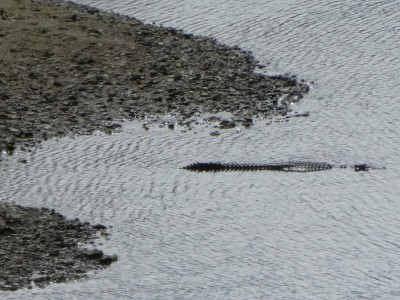 My first Saltwater Crocodile