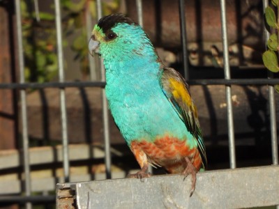 Golden-shouldered parrot male